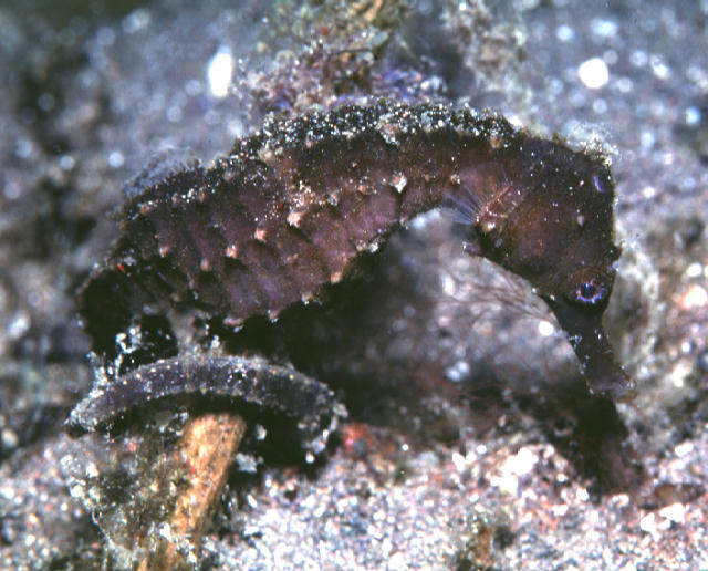 Hippocampus trimaculatus